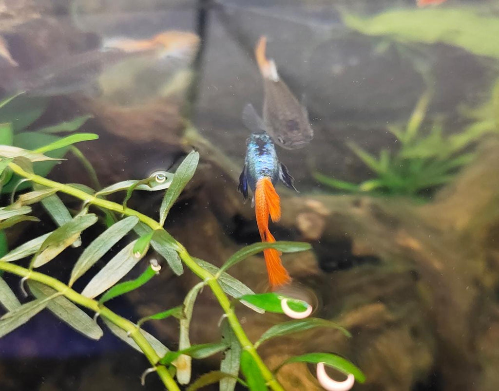 Platinum Red tail Elephant Ear Guppy