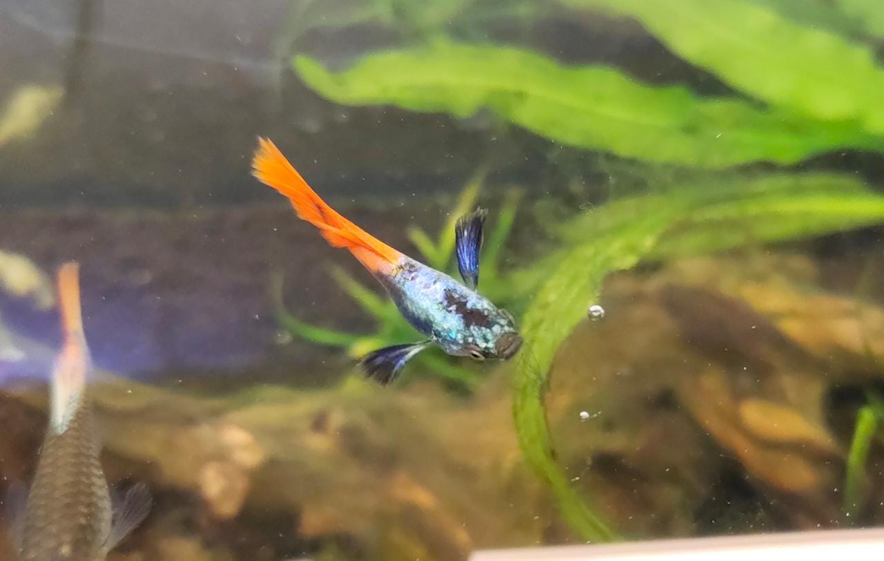 Platinum Red tail Elephant Ear Guppy