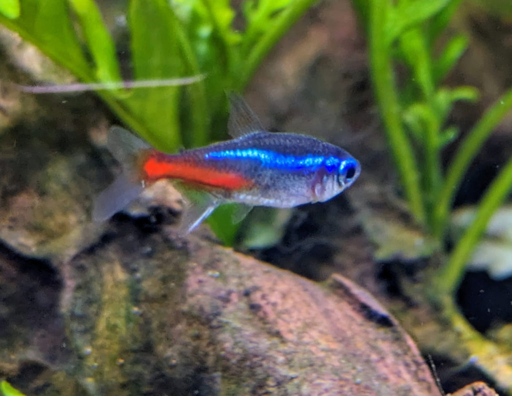 neon tetra
