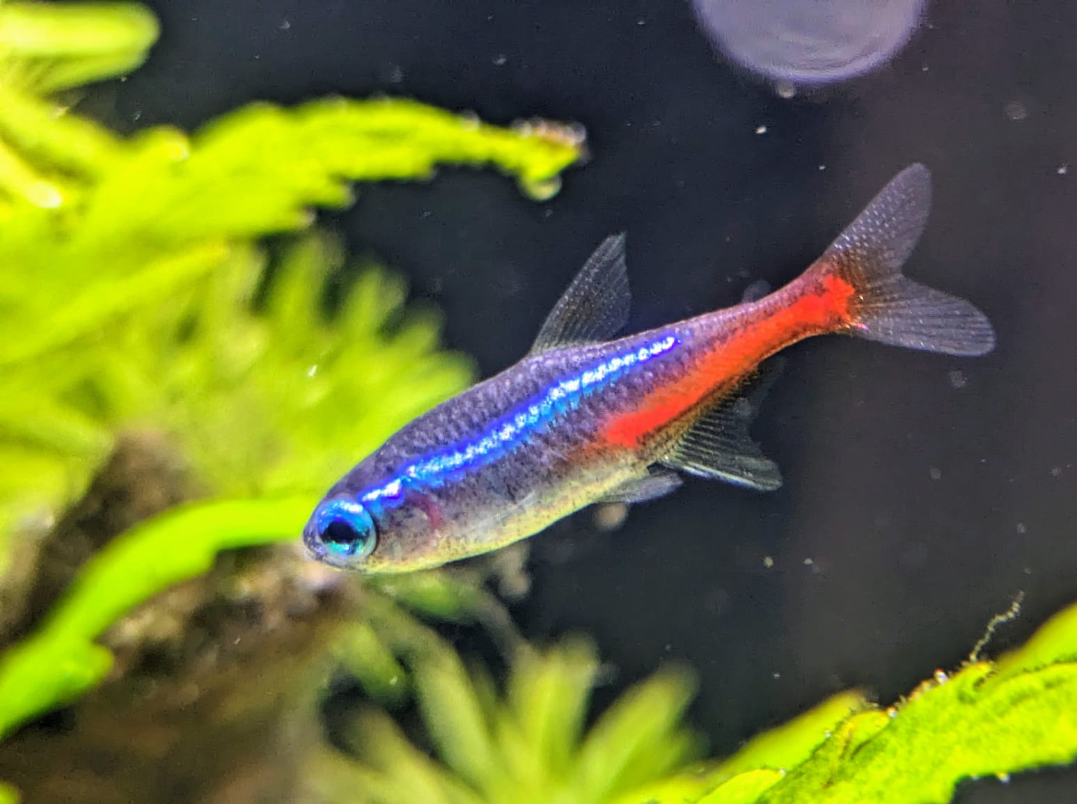 neon tetra