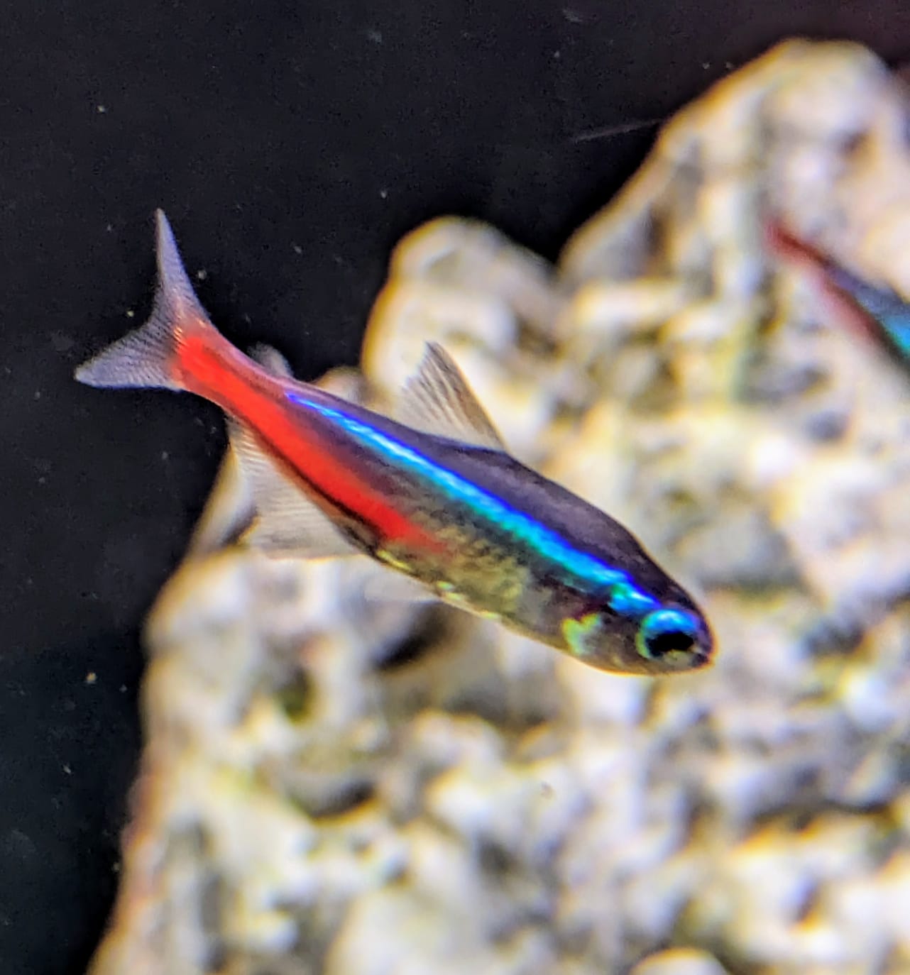neon tetra