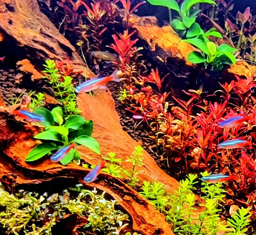Neon tetra