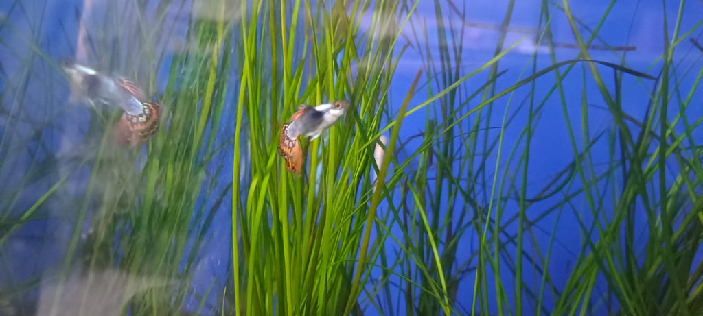 Dumbo Ear Dragon Guppy – (Pair : Male & Female)