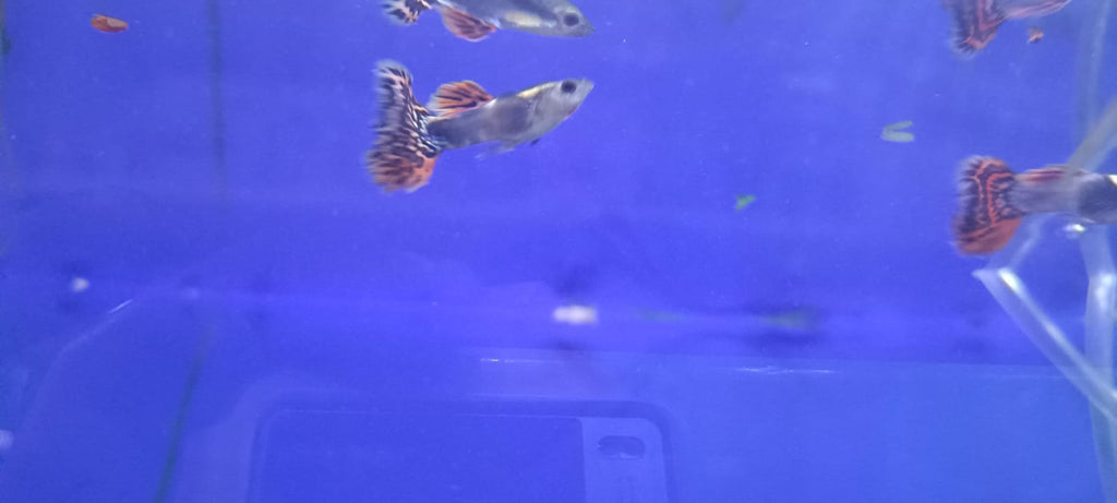 Dumbo Ear Dragon Guppy – (Pair : Male & Female)