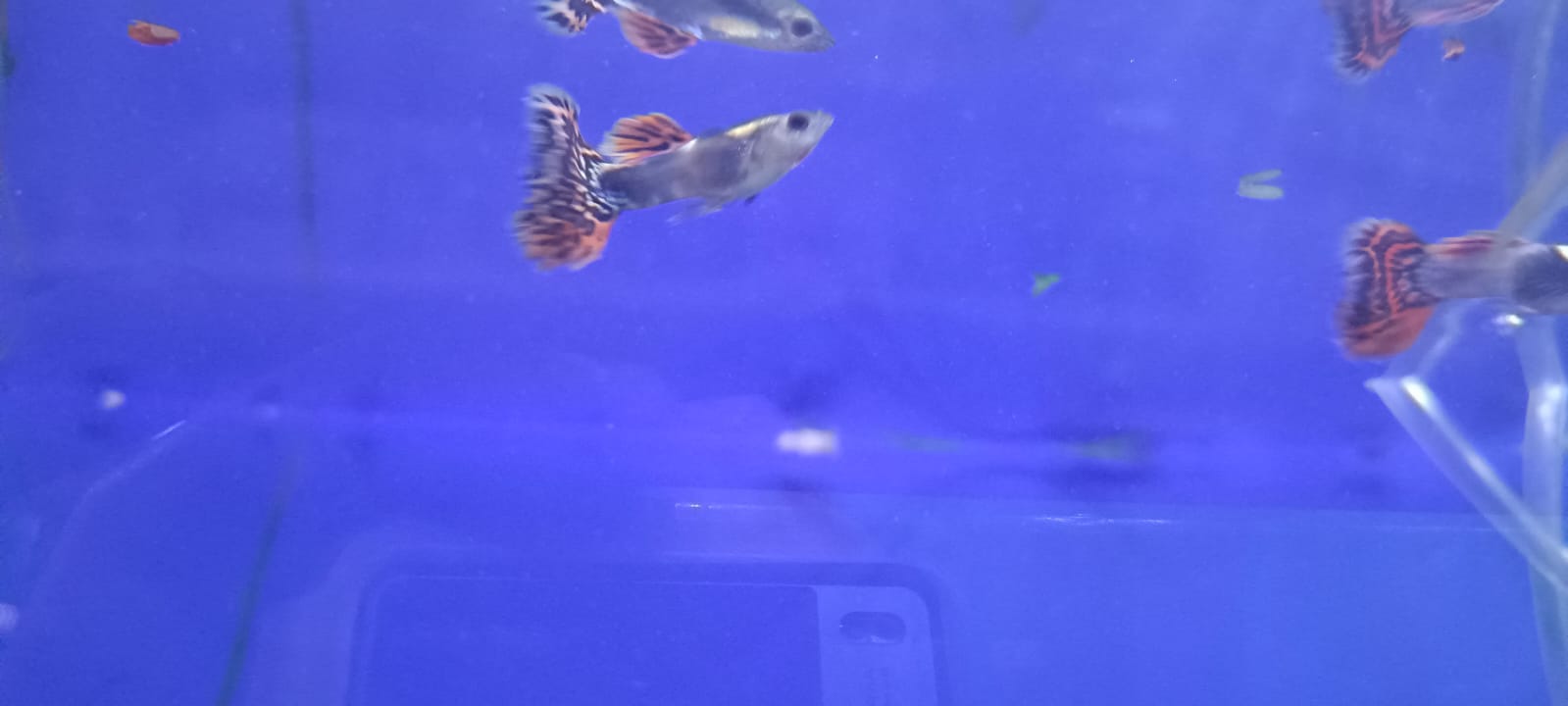 Dumbo Ear Dragon Guppy – (Pair : Male & Female)