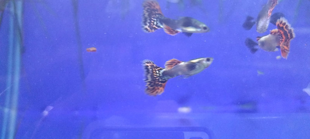 Dumbo Ear Dragon Guppy – (Pair : Male & Female)