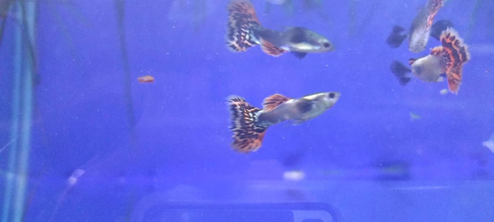 Dumbo Ear Dragon Guppy – (Pair : Male & Female)