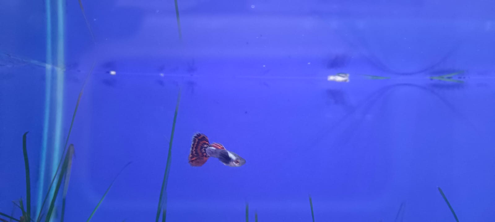 Dumbo Ear Dragon Guppy – (Pair : Male & Female)