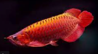 Banjara Red Arowana