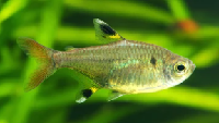 pristella tetra