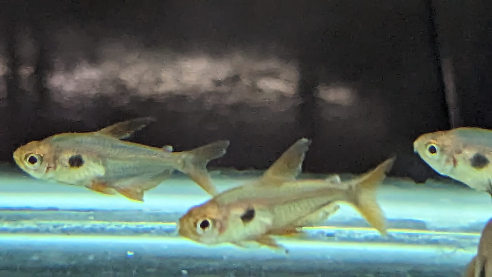 Red Phantom Tetra