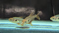 Red Phantom Tetra