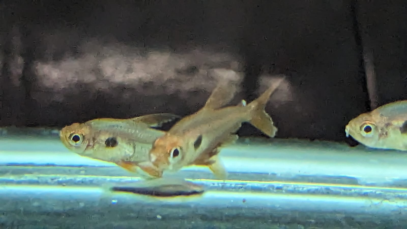 Red Phantom Tetra