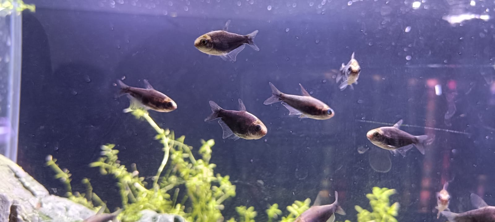 jet black emperor tetra