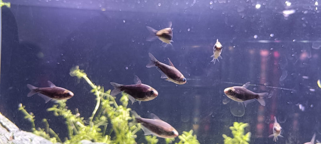 jet black emperor tetra
