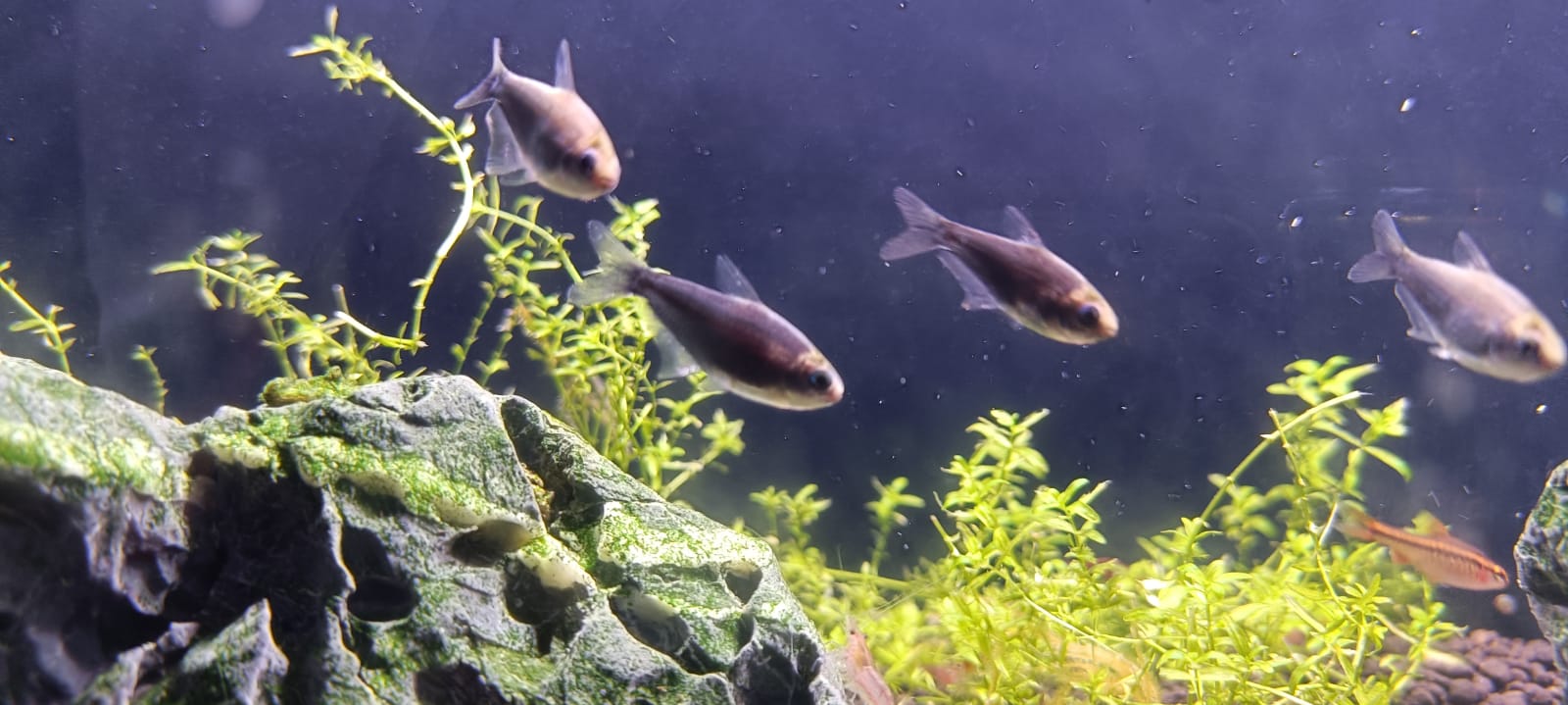 jet black emperor tetra