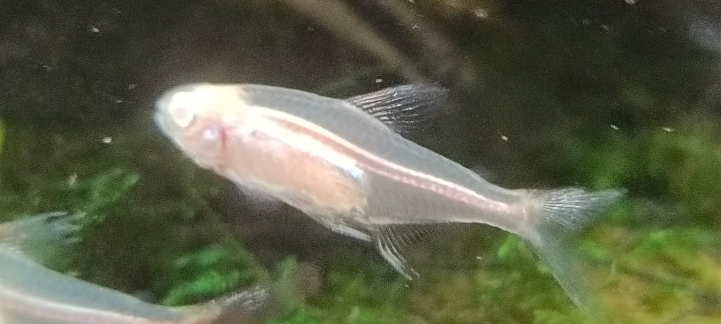 Albino glow light tetra