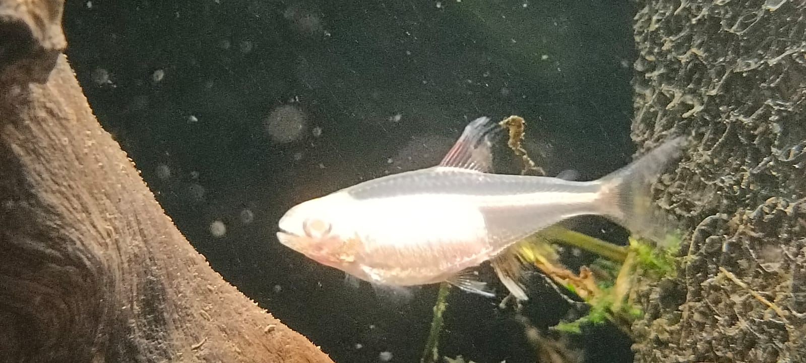 Albino glow light tetra
