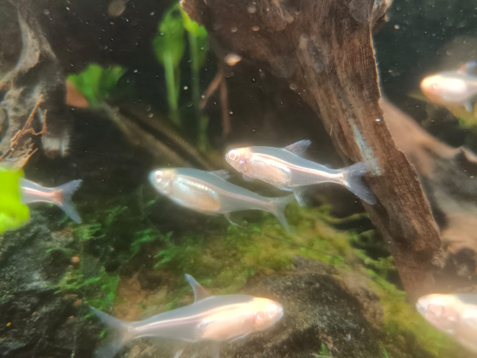 Albino glow light tetra