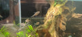Copper tetra