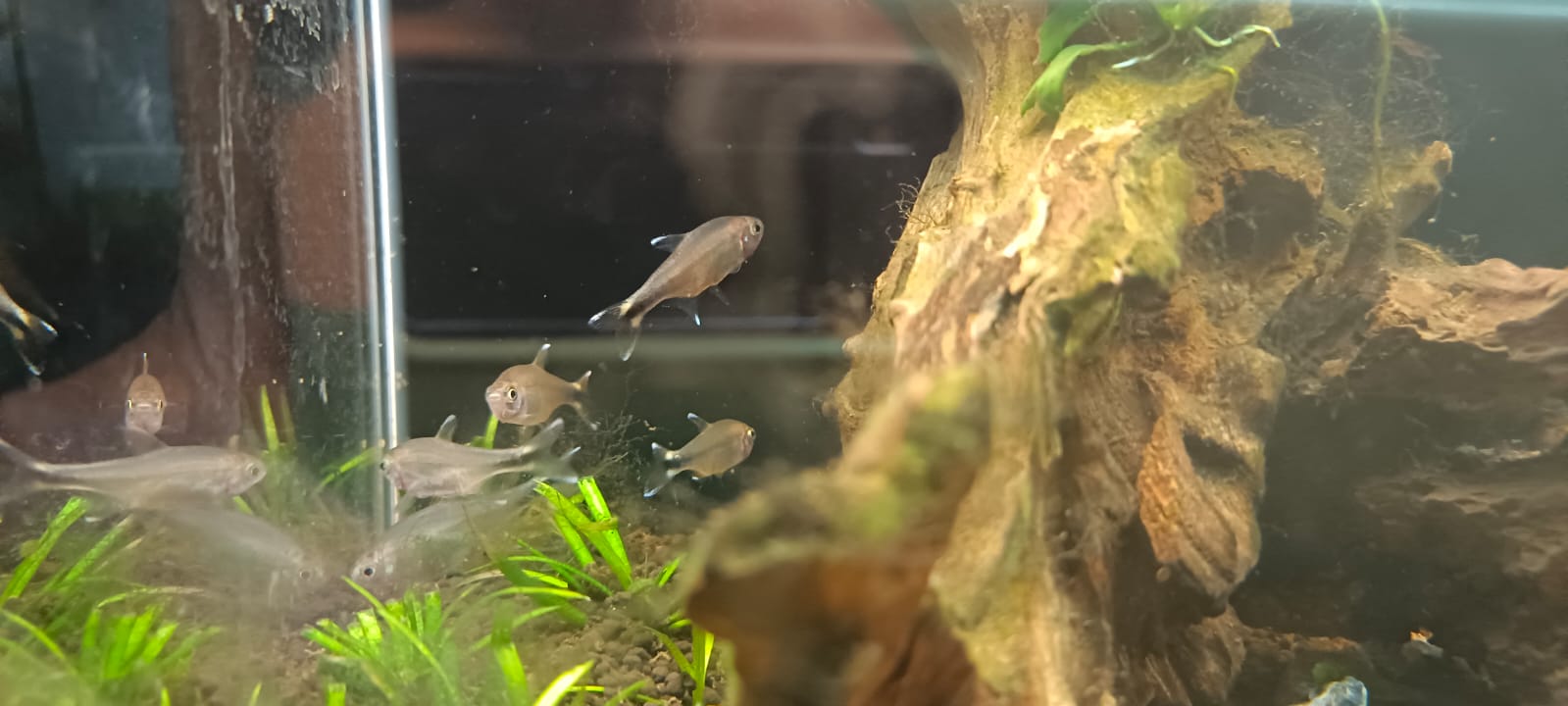 Copper tetra