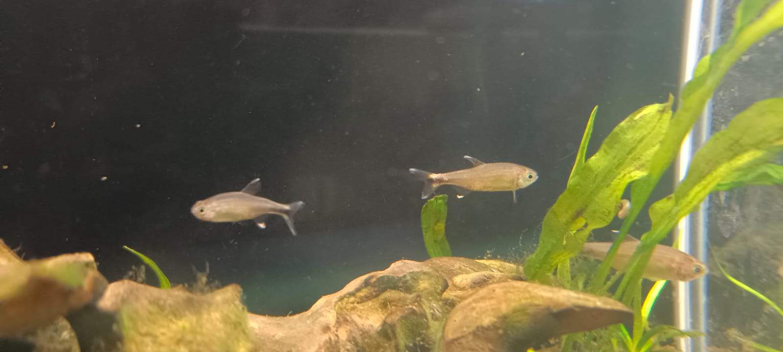 Copper tetra