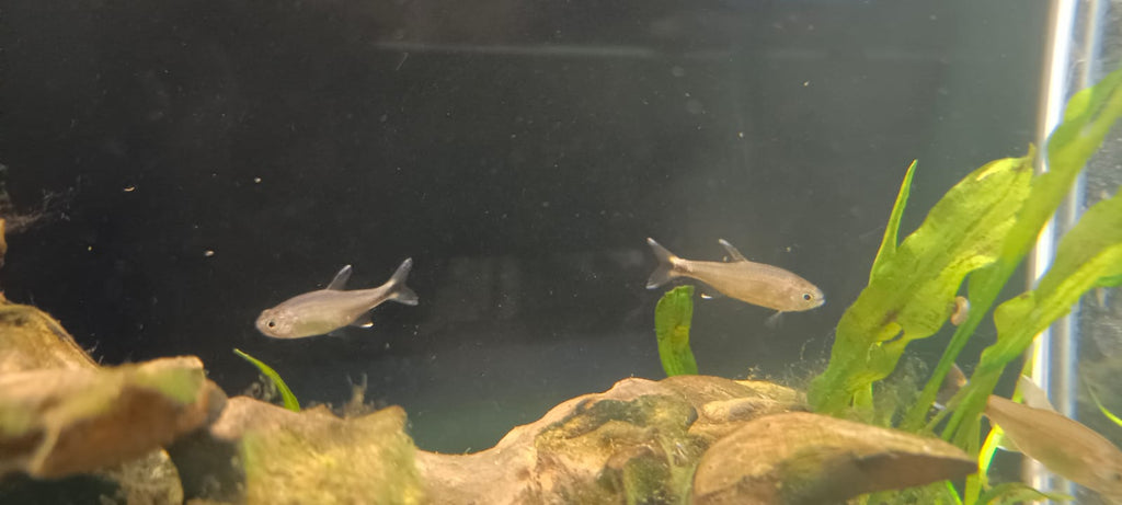 Copper tetra