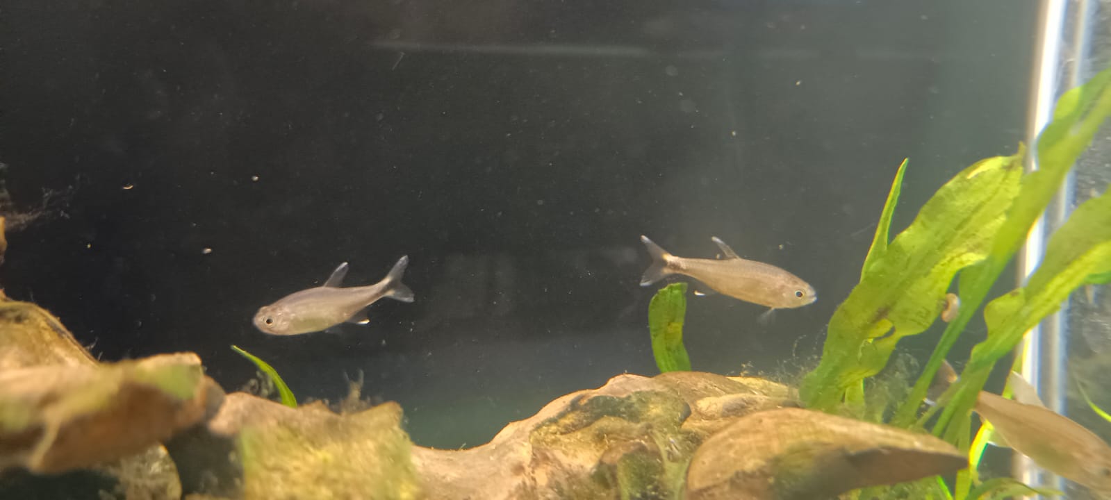 Copper tetra