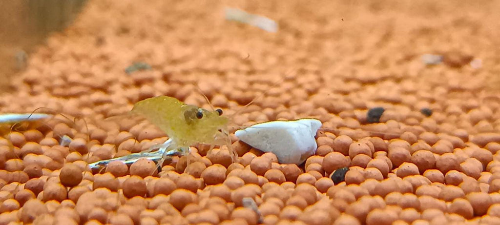 Yellow shrimp
