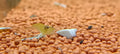 Yellow shrimp