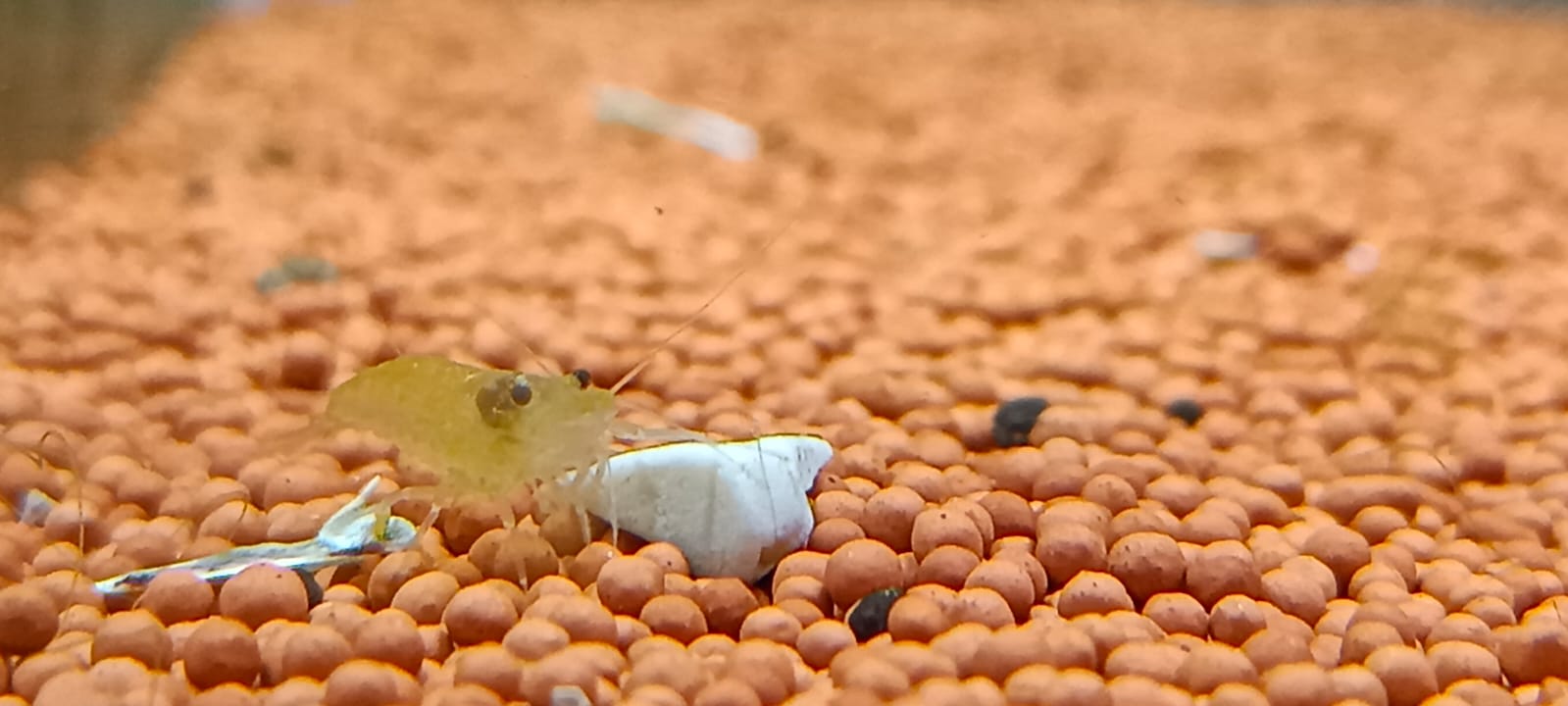 Yellow shrimp