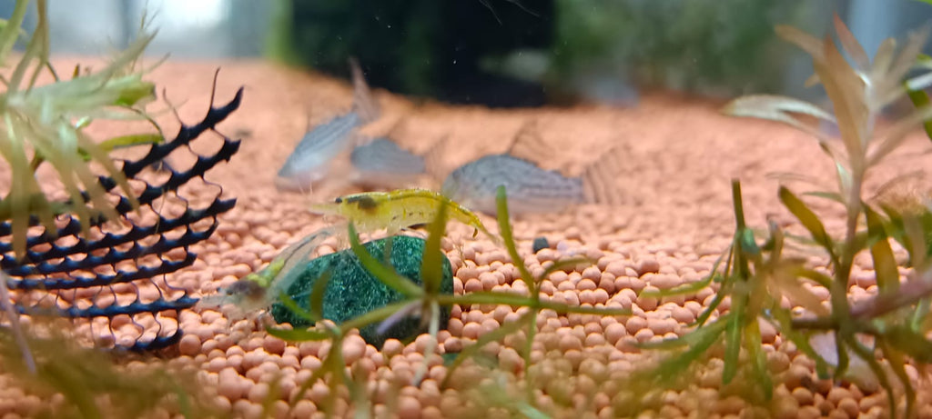 Yellow shrimp