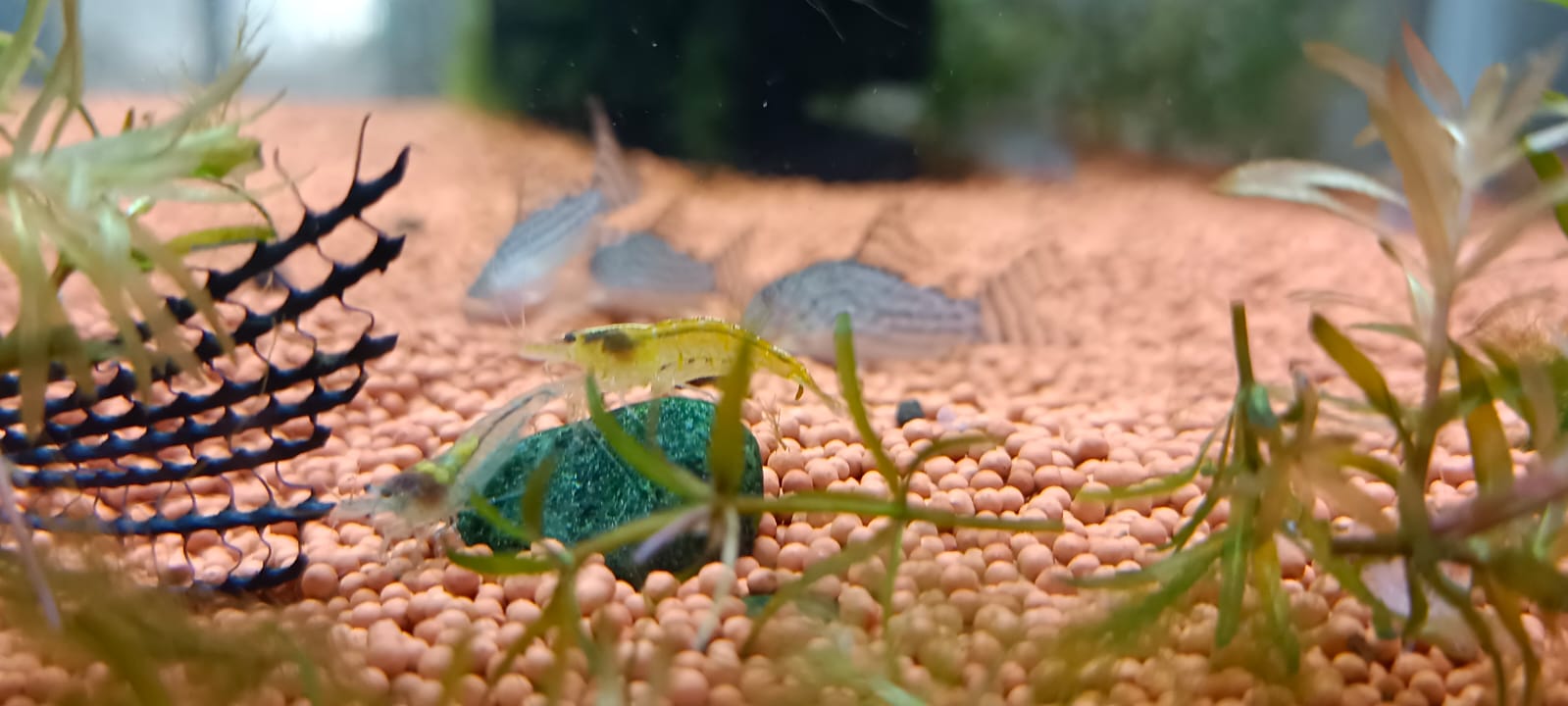 Yellow shrimp