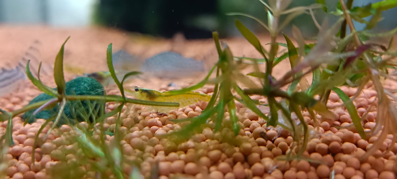 Yellow shrimp