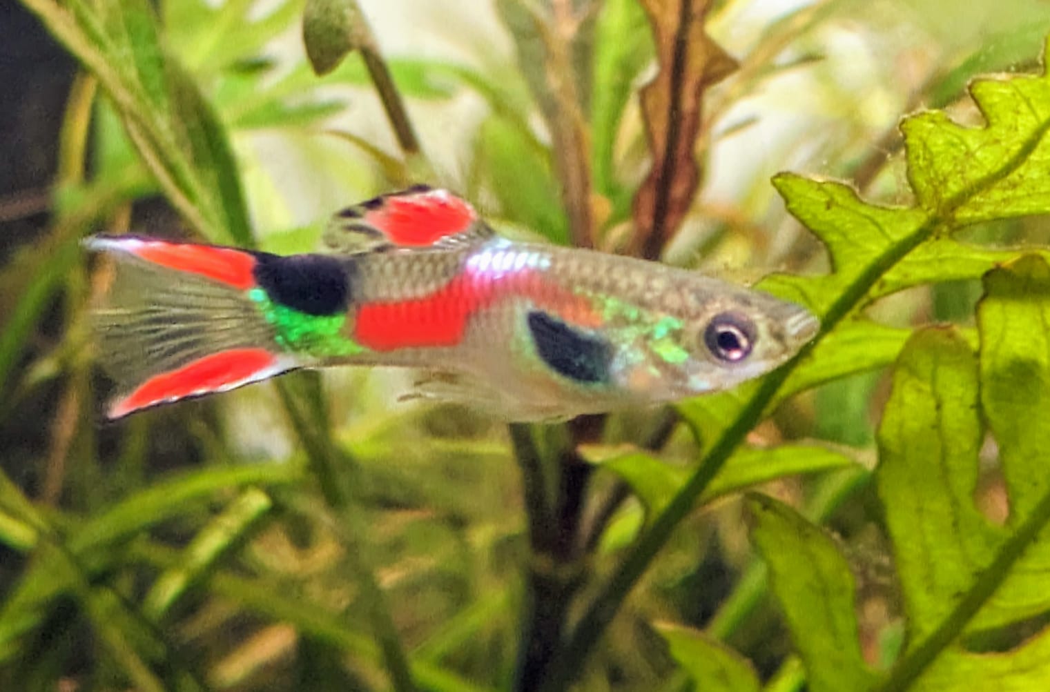 Endler guppy