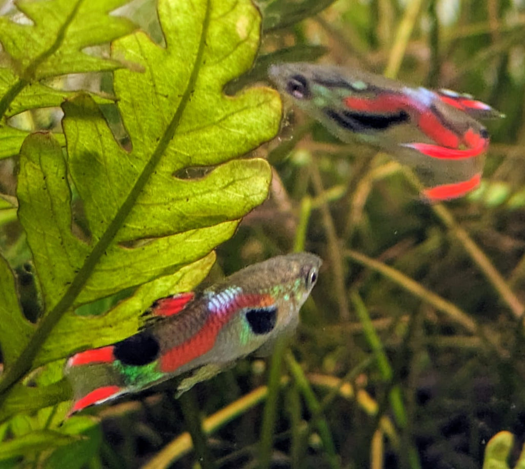 Endler guppy