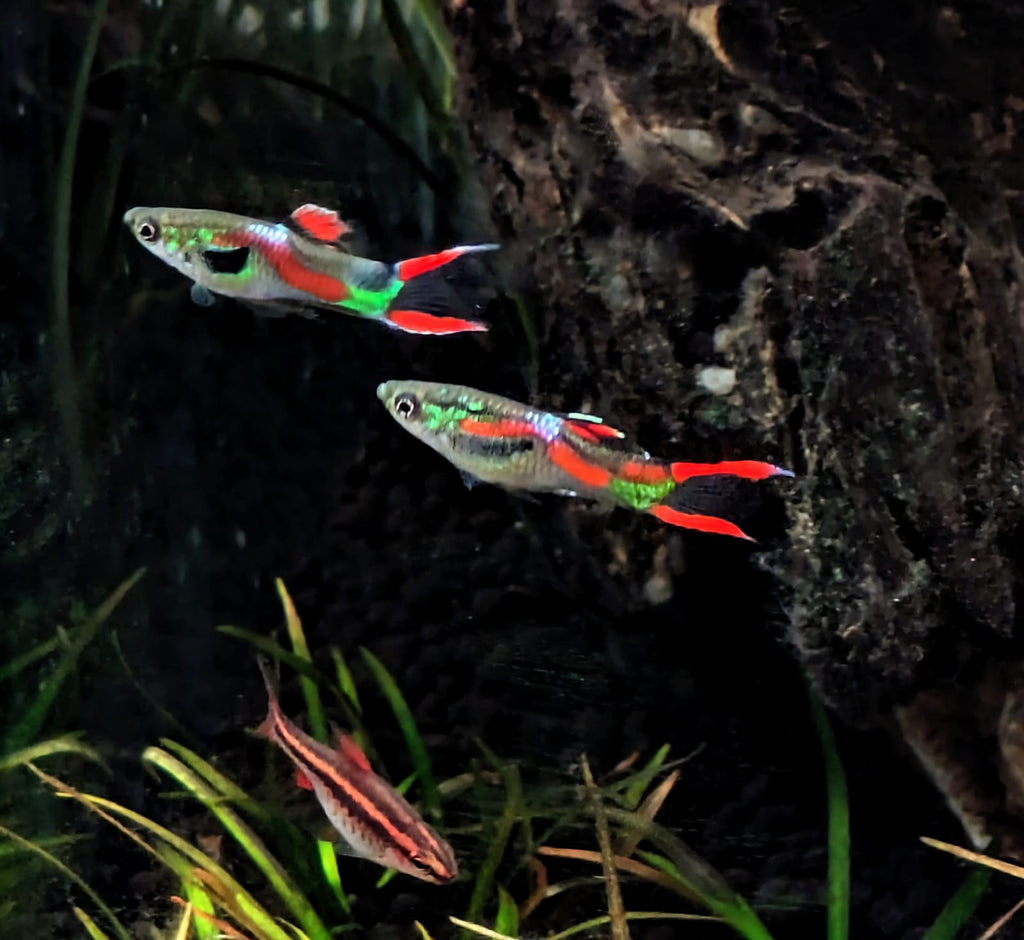 Endler guppies