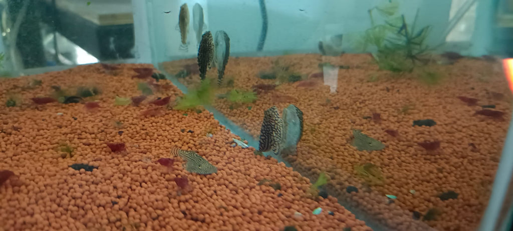 Hillstream loach