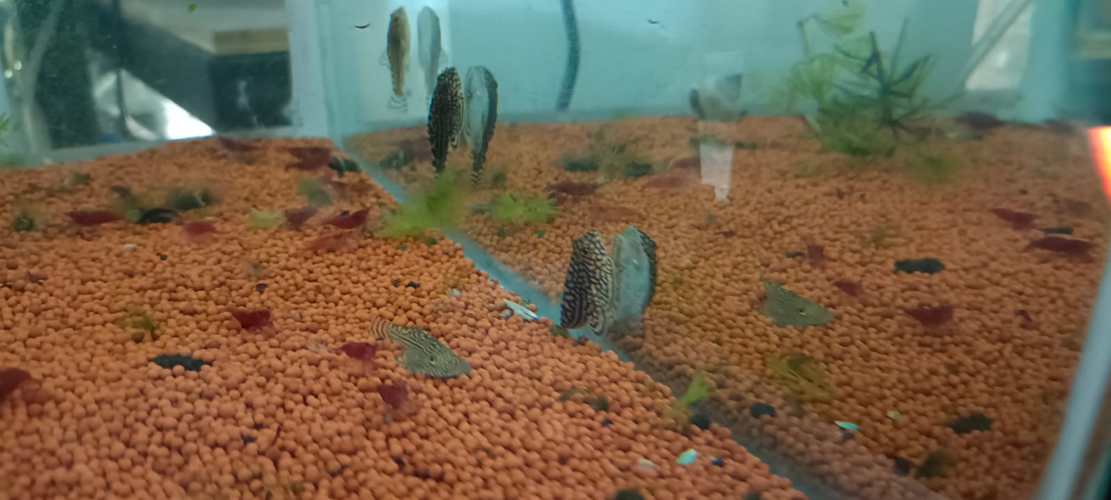 Hillstream loach