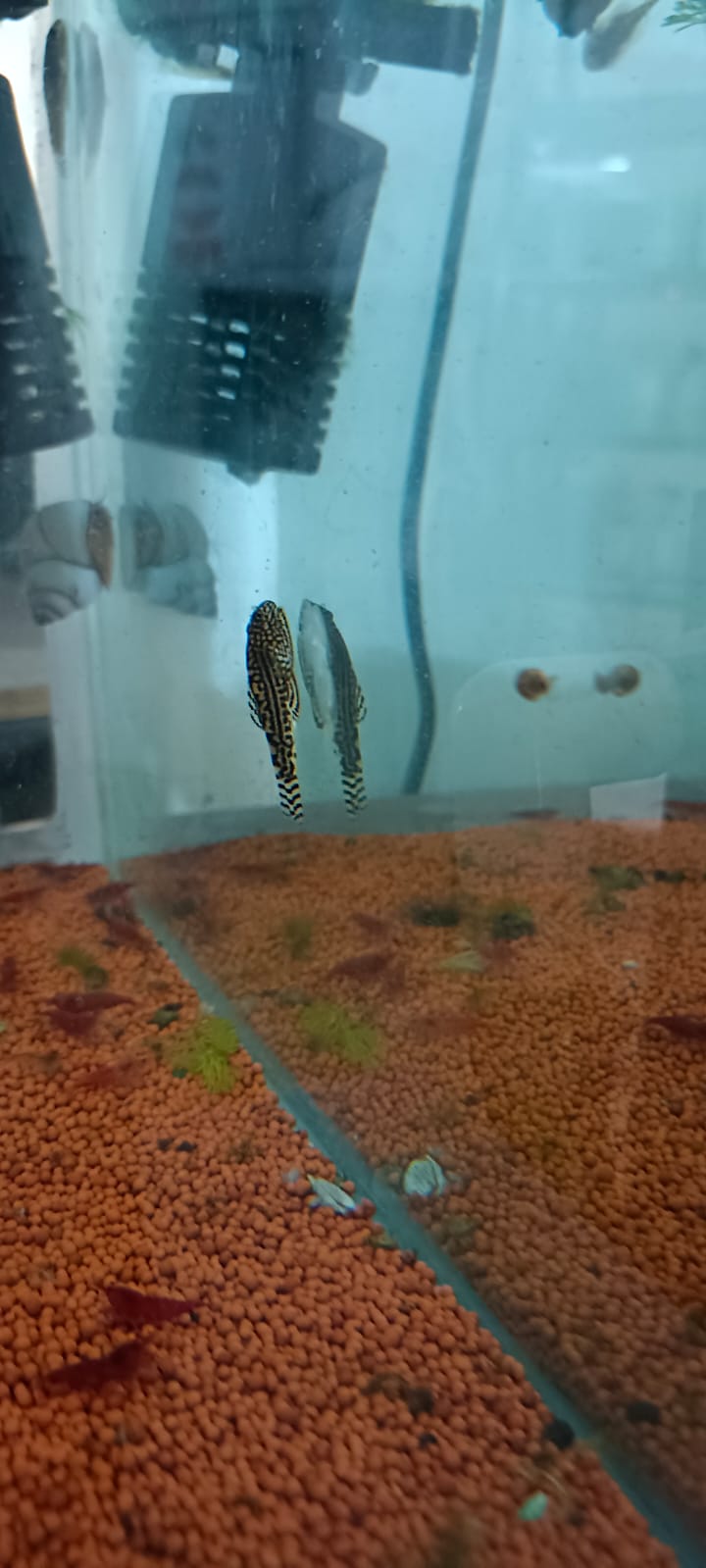 Hillstream loach