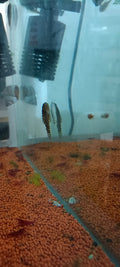 Hillstream loach