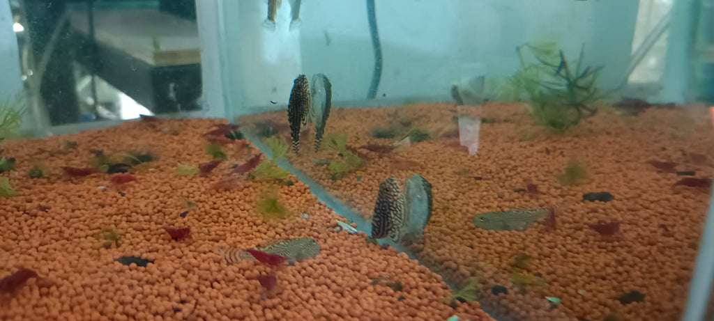 Hillstream loach