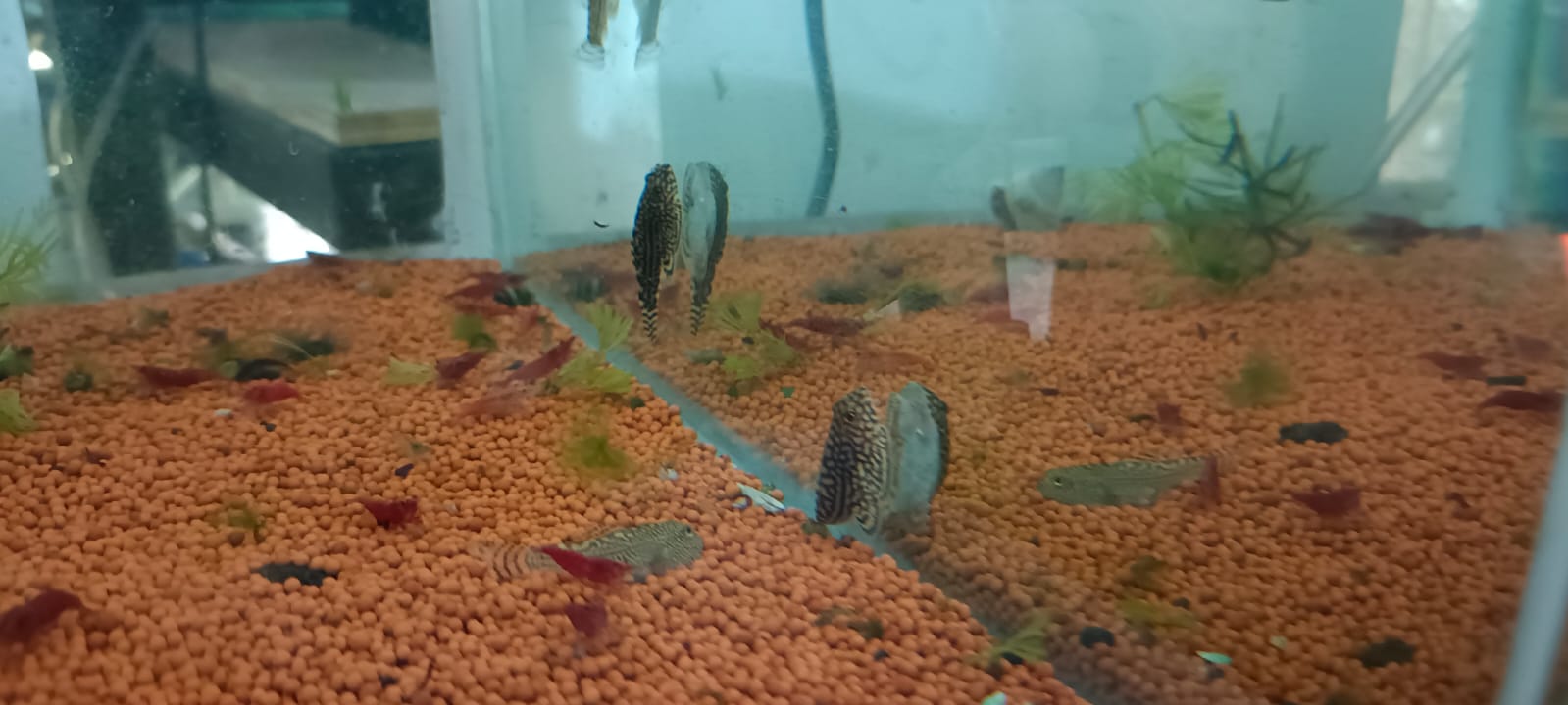Hillstream loach