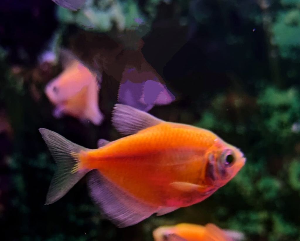 yellow tetra