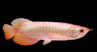 Super Hi-Back Arowana