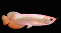 Super Hi-Back Arowana