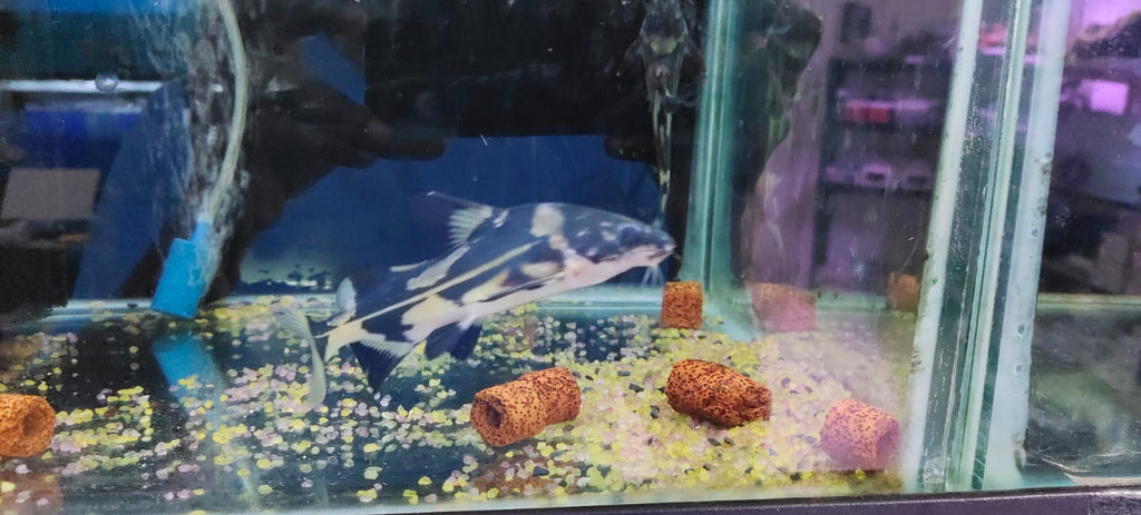 Marble lancer catfish