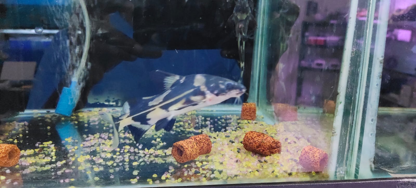 Marble lancer catfish