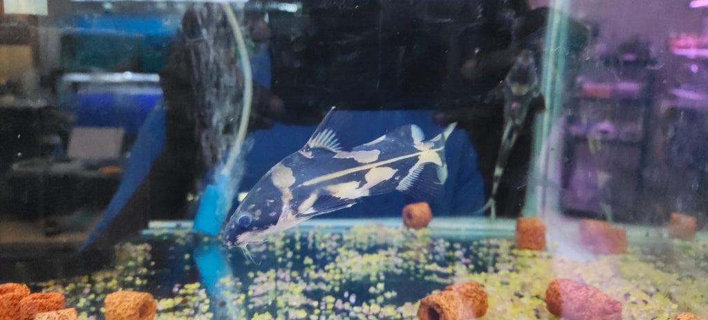 Marble lancer catfish