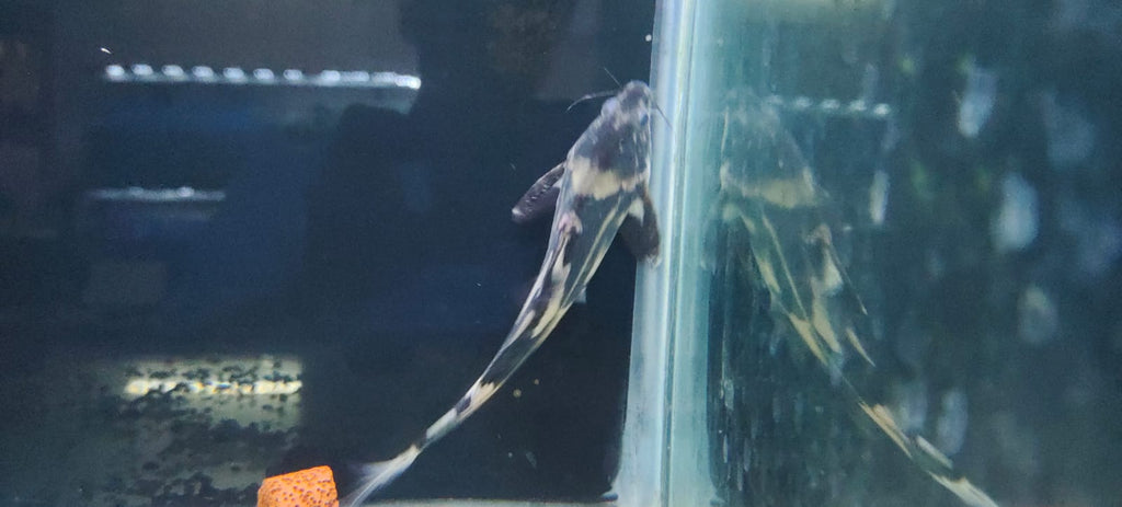 Marble lancer catfish